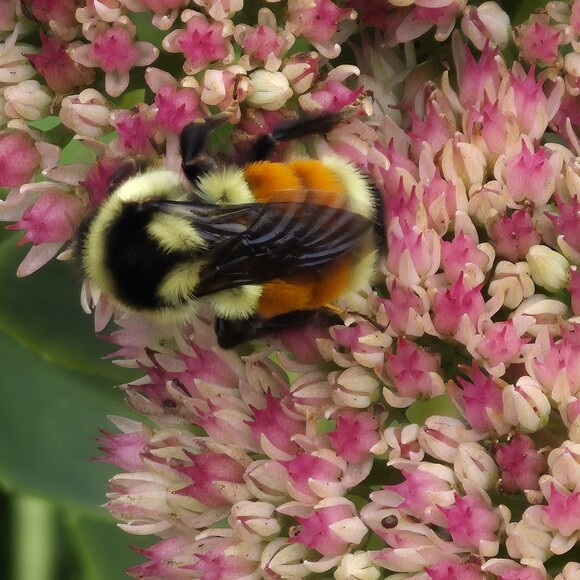 gigilouisa